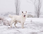 Cão pastor branco em pé no pátio do campo durante a queda de neve — Fotografia de Stock