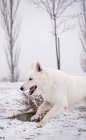 Білий вівчарка працює в природі, під час снігопаду — стокове фото