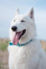 Cute White Swiss Shepherd with tongue sticking out sitting outdoors — Stock Photo