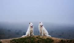 White swiss shepherds sitting on mountain and looking away — Stock Photo