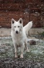 Мило білий вівчарка собаки став на дворі сільській місцевості під час снігопаду — стокове фото