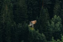 Kleine schäbige Hütte im grünen Nadelwald — Stockfoto