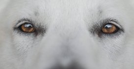 Закри карі очі мило білий швейцарська вівчарка — стокове фото