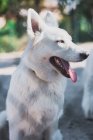 Netter weißer Schweizer Schäferhund mit herausstreckender Zunge, der im Freien wegschaut — Stockfoto