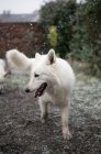 Bonito cão pastor branco de pé no pátio do campo durante a queda de neve — Fotografia de Stock