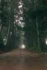 Sentiero vuoto nella foresta oscura tra alti alberi verdi — Foto stock