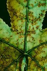 Textur des grünen Blattes mit braunen Punkten — Stockfoto