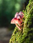 Vista da vicino di piccoli funghi rosa che crescono su una superficie muschiata verde su sfondo sfocato — Foto stock