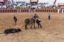 España, Tomelloso - 28. 08. 2018. Vista de los trabajadores organizando arena en el campo de arena y el hombre llevando toro muerto con caballo - foto de stock