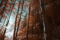 Tall trees growing in sunny forest against sky on sunny day in infrared color — Stock Photo