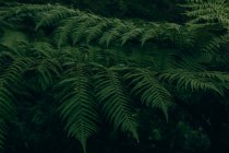 Hojas verdes exuberantes de plantas que crecen en bosque oscuro - foto de stock