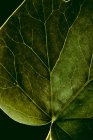 Makro-Ansicht der grünen Blatttextur mit Adern — Stockfoto
