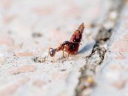 Primo piano di piccole formiche che trasportano oggetti pesanti in natura — Foto stock
