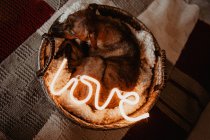 Adorable perro marrón acostado a cuadros en cesta con lámpara brillante con la palabra Amor - foto de stock