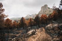 Arbres brûlés détruits dans la forêt de montagne — Photo de stock