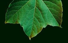 Макропредставление текстуры зеленого листа — стоковое фото