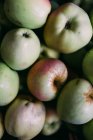 Montón de manzanas maduras frescas recogidas - foto de stock