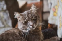 Красивая кошка с мягким мехом лежит на размытом фоне уютной комнаты в сельской местности дома в Болгарии, на Балканах — стоковое фото