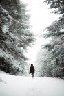 Красивая молодая женщина в стильном наряде смотрит в сторону, стоя рядом с деревьями, покрытыми снегом в холодный день в прекрасной сельской местности — стоковое фото