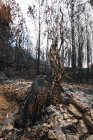 Burned tree trunk in fire damaged forest — Stock Photo