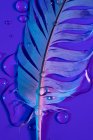 Капли пресной воды на мокрое птичье перо при фиолетовом освещении — стоковое фото