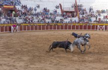 Spagna, Tomelloso - 28. 08. 2018. Vista del torero a cavallo e combattere con toro sulla zona sabbiosa con le persone sul tribuna — Foto stock