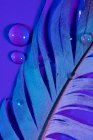 Краплі прісної води на вологому пташиному перо в фіолетовому освітленні — стокове фото