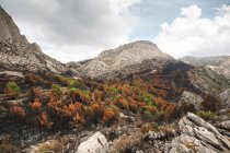Alberi bruciati distrutti nella foresta di montagna — Foto stock