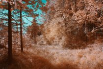 Árboles que crecen en el bosque soleado en color infrarrojo - foto de stock