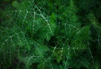 Gros plan de la vue de dessus de l'herbe verte luxuriante qui pousse dans la forêt sombre — Photo de stock