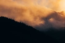 Montagna con alberi ricoperti di fitta nebbia al tramonto — Foto stock