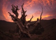 Cielo brillante puesta de sol sobre un maravilloso árbol muerto en un magnífico campo en la costa oeste de los EE.UU. - foto de stock