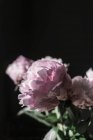 Gros plan de Bouquet de pivoines roses fraîches sur fond sombre — Photo de stock