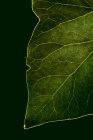 Макрозйомка текстури зеленого листа з венами — стокове фото