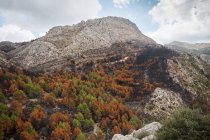 Destroyed burned trees in mountain forest — Stock Photo