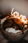 Adorable brown dog lying on plaid in basket with glowing lamp with word Love — Stock Photo