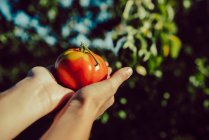 Coltivatore con pomodoro maturo brillante — Foto stock
