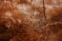 Grass growing in forest in infrared color — Stock Photo