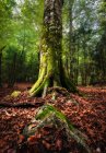 De baixo da visão de tronco de árvore coberto do musgo verde no fundo da floresta — Fotografia de Stock