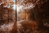 Деревья, растущие в солнечном лесу в инфракрасном цвете — стоковое фото