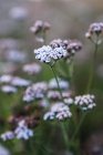 Closeup view of white yarrow growing on blurred background of field — Stock Photo