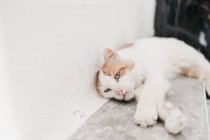 Gato divertido con patrón blanco y beige acostado en la escalera - foto de stock