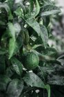 Nahaufnahme von kleinen grünen Orangen mit Wassertropfen bedeckt, die auf einem grünen Baum im Garten wachsen — Stockfoto