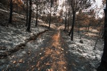 Sentier parmi les arbres brûlés dans les feux de forêt dans la forêt — Photo de stock