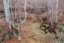 Paisagem de árvores nuas e rochas musgosas no chão em folhas douradas durante o outono em Astúrias, Espanha — Fotografia de Stock