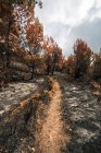 Путь между сгоревшими деревьями в лесном пожаре — стоковое фото