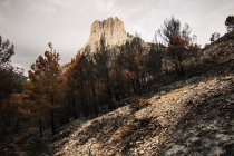 Árboles quemados destruidos en el bosque de montaña - foto de stock