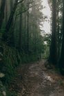 Persona che cammina nella giungla con alberi alti — Foto stock