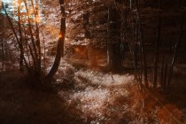 Trees growing in sunny forest in infrared color — Stock Photo