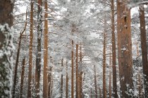 Hermosos árboles de coníferas cubiertos de nieve creciendo en un bosque increíble en un maravilloso día de invierno - foto de stock